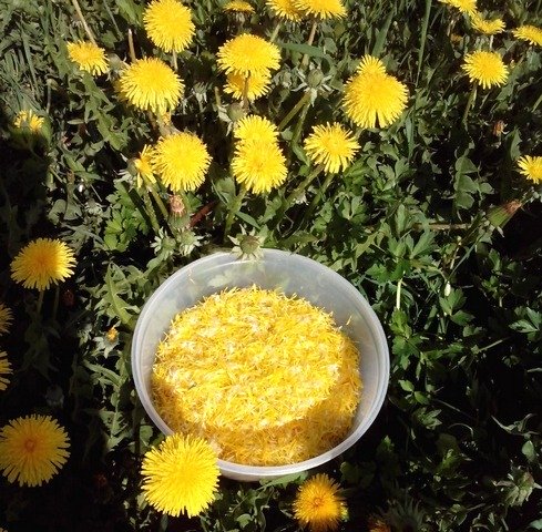 Рецепты приготовления варенья из одуванчиков и его полезные свойства Рецепты приготовления варенья из одуванчиков и его полезные свойства