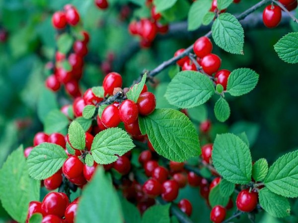 Вино из вишни с косточками, простой рецепт в домашних условиях Вино из вишни с косточками, простой рецепт в домашних условиях