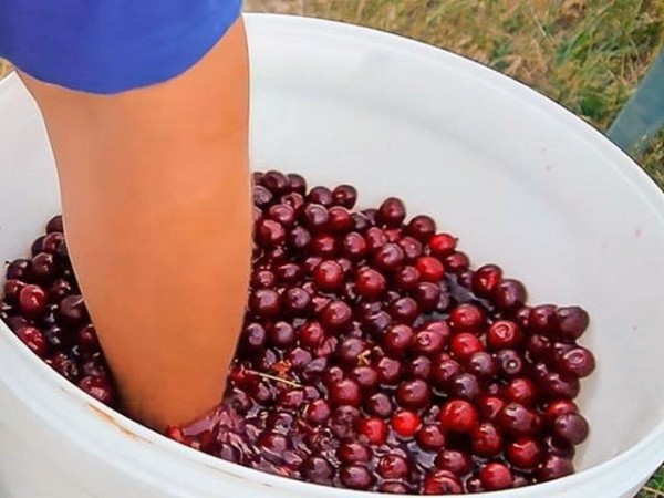 Вино из вишни с косточками, простой рецепт в домашних условиях Вино из вишни с косточками, простой рецепт в домашних условиях