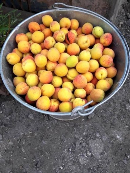 Вино из абрикосов в домашних условиях простой рецепт без дрожжей Вино из абрикосов в домашних условиях простой рецепт без дрожжей