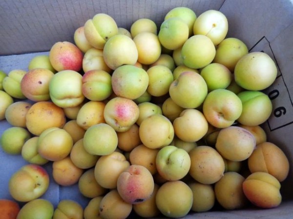 Вино из абрикосов в домашних условиях простой рецепт без дрожжей Вино из абрикосов в домашних условиях простой рецепт без дрожжей