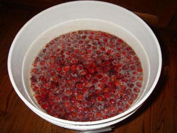 Вино из вишни с косточками, простой рецепт в домашних условиях Вино из вишни с косточками, простой рецепт в домашних условиях