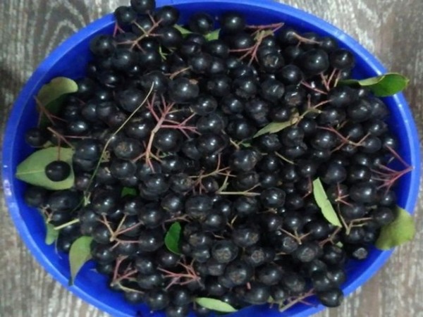  Вино из черноплодной рябины в домашних условиях — простые рецепты