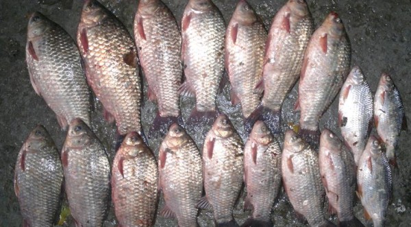 Жареные караси, пошаговый рецепт с фото Жареные караси, пошаговый рецепт с фото