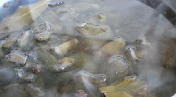 Маринованные моховики , пошаговый рецепт с фото Маринованные моховики , пошаговый рецепт с фото