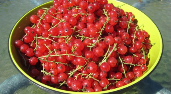 Взбитые сливки с желе из красной смородины, с фруктами и съедобными цветами, пошаговый рецепт с фото