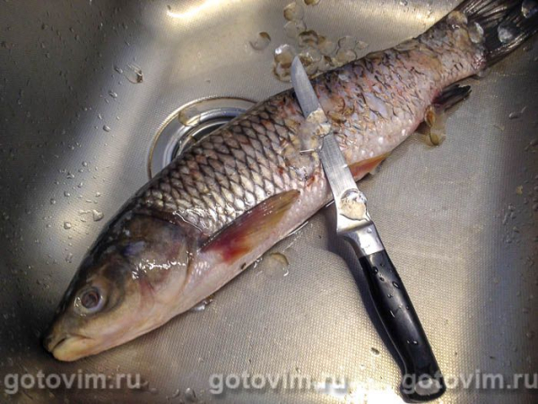 Белый амур, запеченный с творожным сыром в фольге Белый амур, запеченный с творожным сыром в фольге