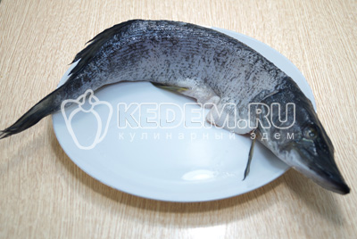 Уха из щуки