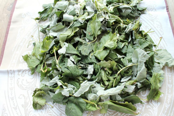 
            Листья смородины: польза и вред        